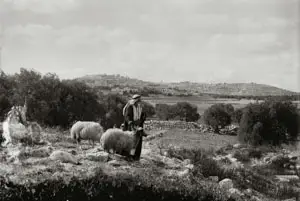Adoration of the Shepherd's