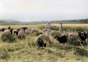 The Traditional Field of Boaz