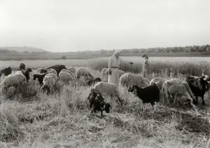 The Traditional Field of Boaz
