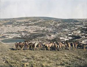 Camels Feeding in Nazareth