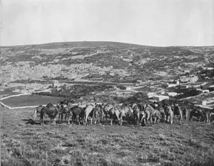 Camels Feeding in Nazareth