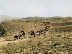 Camels in a Caravan